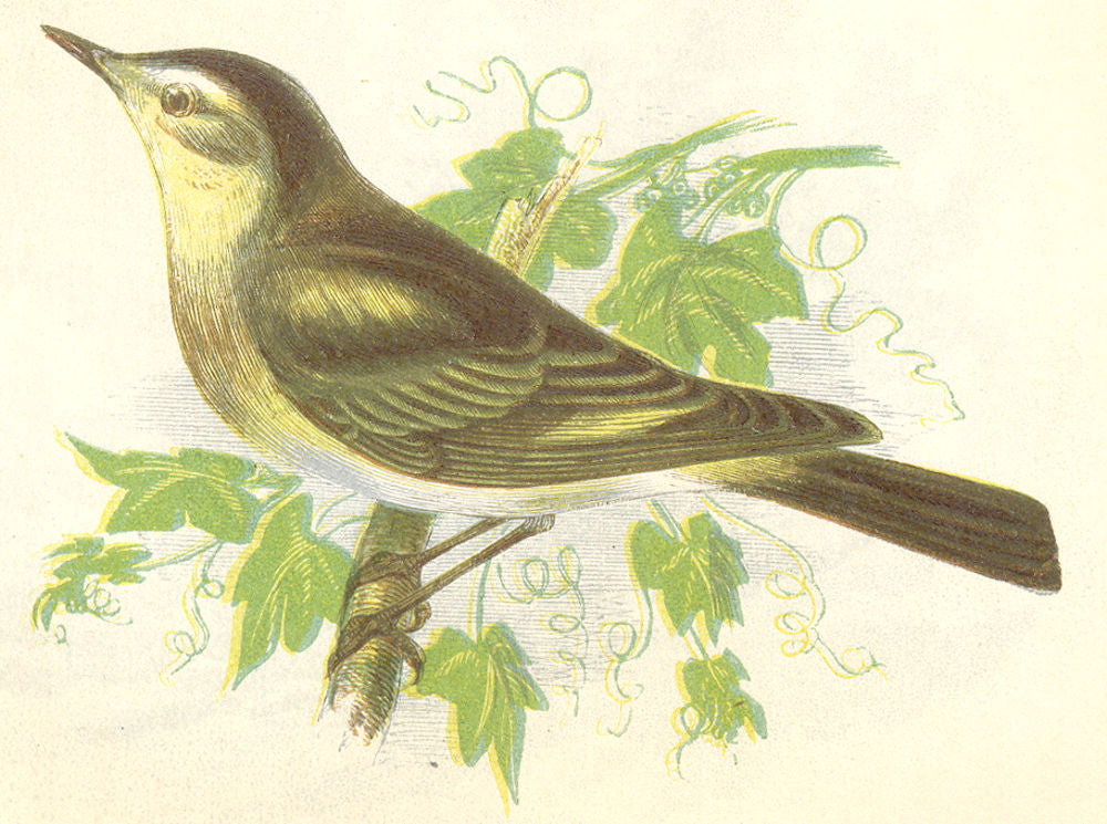 BIRDS. Chiff- Chaff (Anne Pratt) 1852 old antique vintage print picture